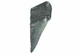 Partial Fossil Megalodon Tooth - Serrated Edge #277432-1